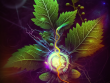 Plant Medicine, shamanic, Sound Healing, Sound Healer